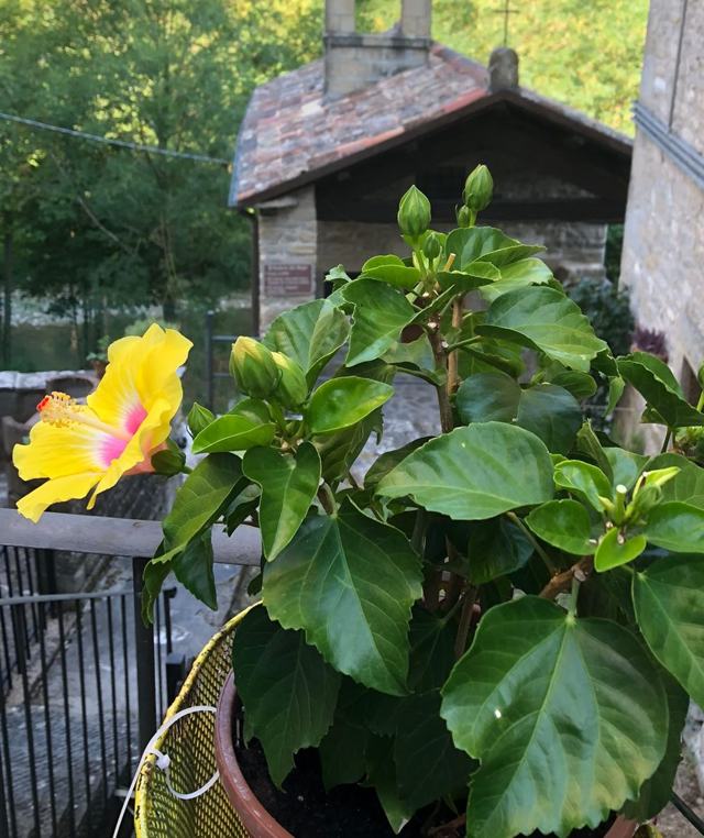 Un fiore di ibisco giallo sul davanzale